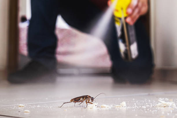 Best Flea Control Services  in Berlin, OH